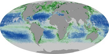global chlrophyll distribution